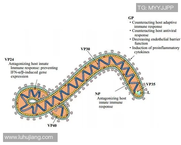 运动损伤预防与康复的科学研究进展及其对运动员表现的影响分析
